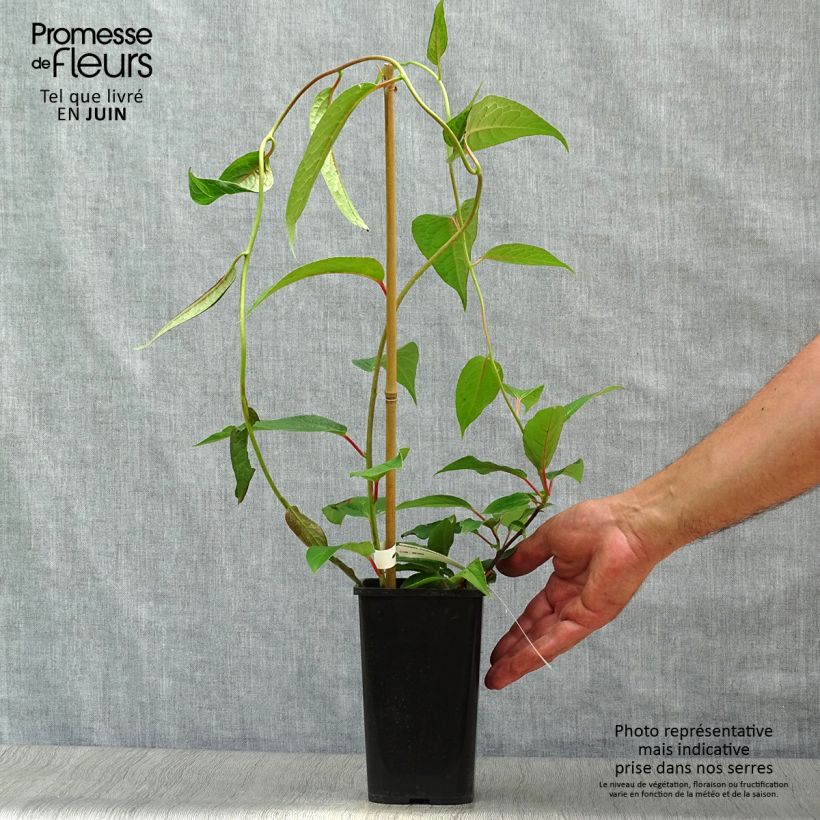 Exemplar von Schisandra grandiflora - Großblütige Spaltkörbchen Topf mit 1,5L/2L wie im Sommer geliefert
