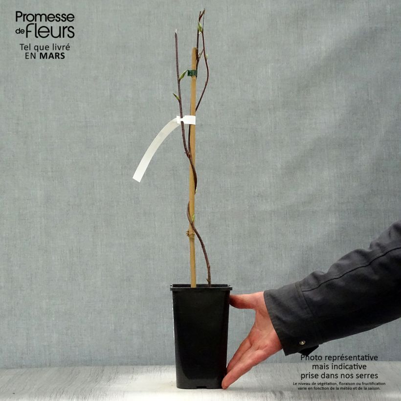 Exemplar von Schisandra grandiflora - Großblütige Spaltkörbchen Topf mit 1,5L/2L wie im Frühjahr geliefert