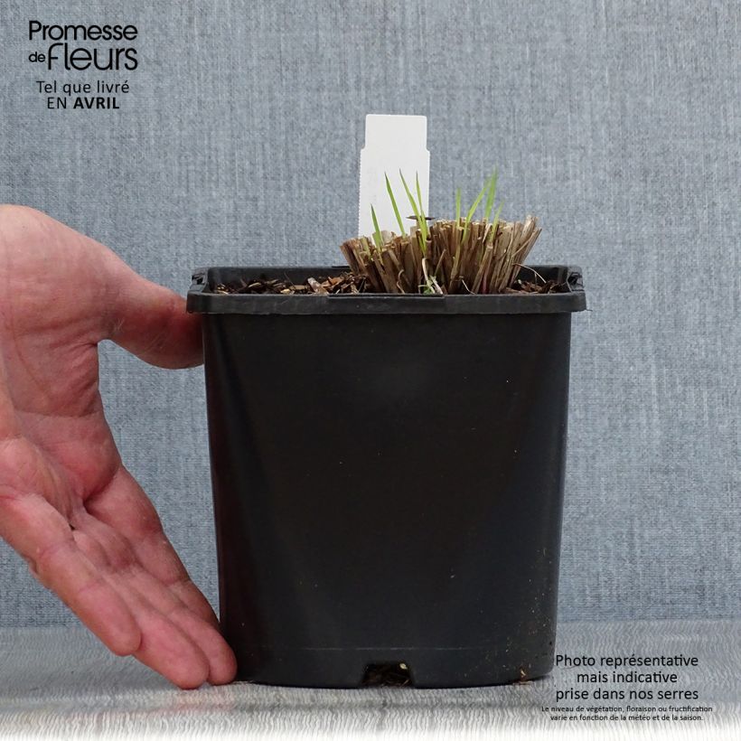 Exemplar von Schizachyrium scoparium Colorado - Blaugraues Präriegras Topf mit 2L/3L wie im Frühjahr geliefert