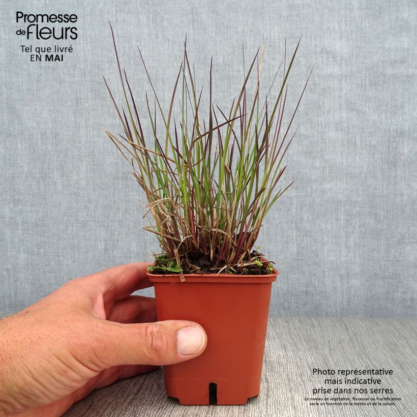 Exemplar von Schizachyrium scoparium Blue Heaven - Blaugraues Präriegras Kleine Töpfe von 8/9 cm wie im Frühjahr geliefert