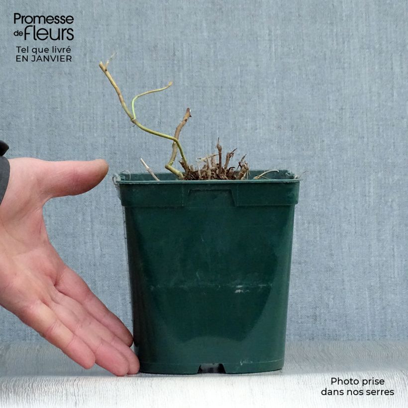 Exemplar von Schizachyrium scoparium Blue Heaven - Blaugraues Präriegras Topf mit 2L/3L wie im Winter geliefert