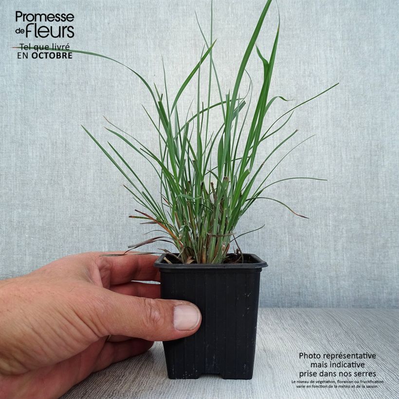 Example of Schizachyrium scoparium - Blaugraues Präriegras Kleine Töpfe von 8/9 cm as you get in automne