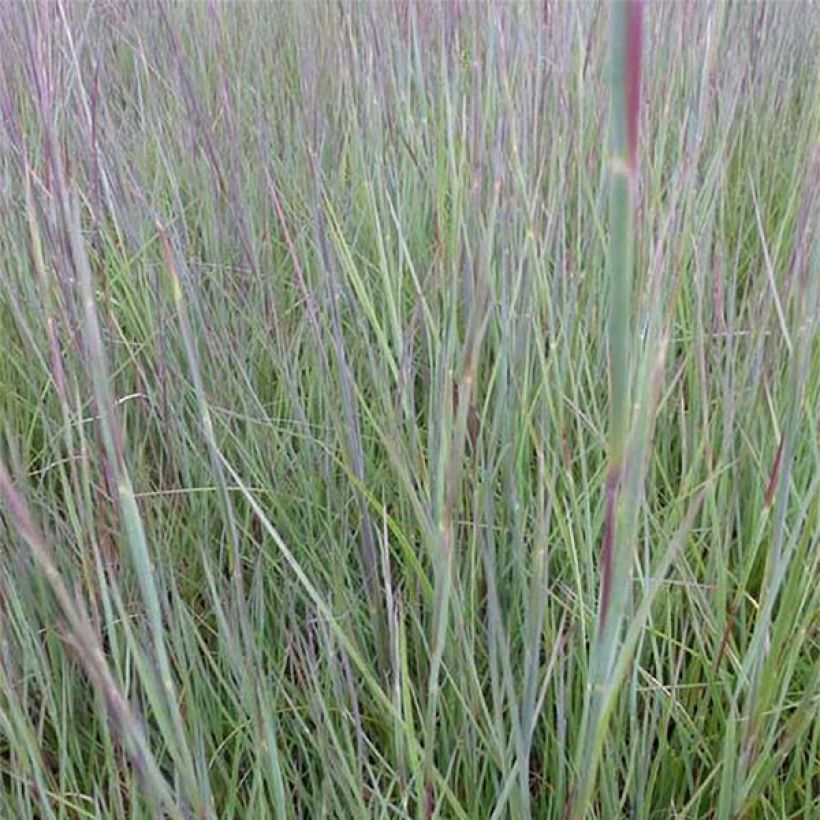 Schizachyrium scoparium Prairie Blues - Blaugraues Präriegras (Foliage)