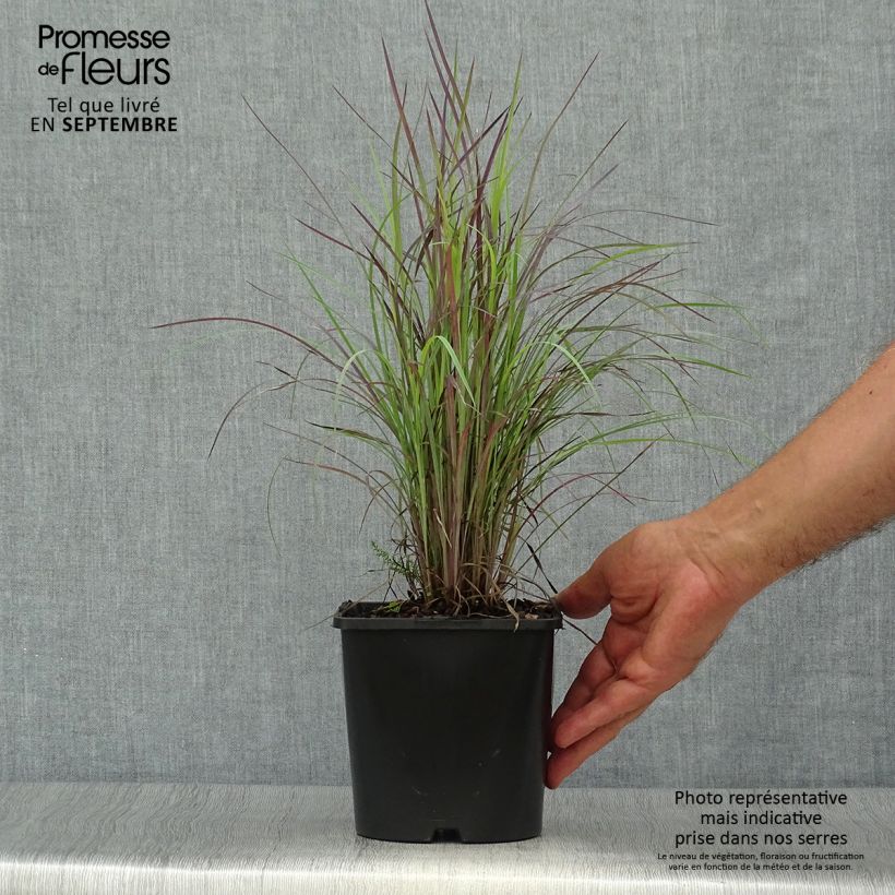 Example of Schizachyrium scoparium Twilight Zone - Blaugraues Präriegras Topf mit 2L/3L as you get in automne