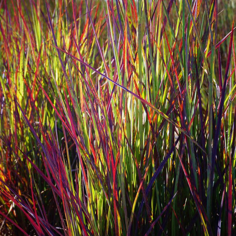Schizachyrium scoparium Twilight Zone - Blaugraues Präriegras (Foliage)