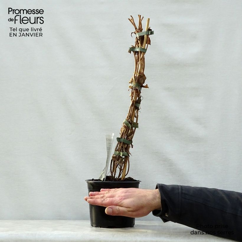 Exemplar von Schizophragma fauriei Angel Wings - Spalthortensie Topf mit 2L/3L wie im Winter geliefert