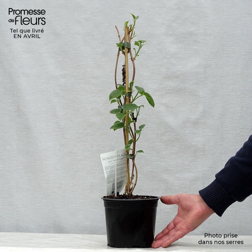 Exemplar von Schizophragma fauriei Angel Wings - Spalthortensie Topf mit 2L/3L wie im Frühjahr geliefert