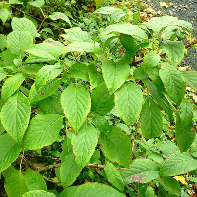 Schizophragma corylifolium - Spalthortensie (Foliage)