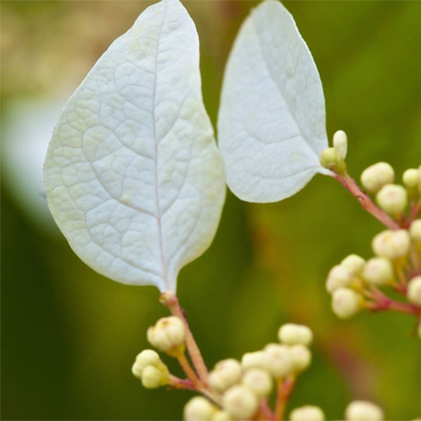 Schizophragma corylifolium - Spalthortensie (Flowering)