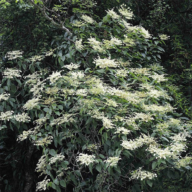 Schizophragma fauriei - Spalthortensie (Plant habit)