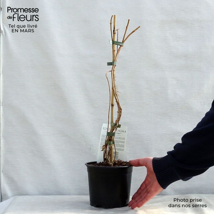 Example of Schizophragma fauriei - Spalthortensie Topf mit 2L/3L as you get in printemps