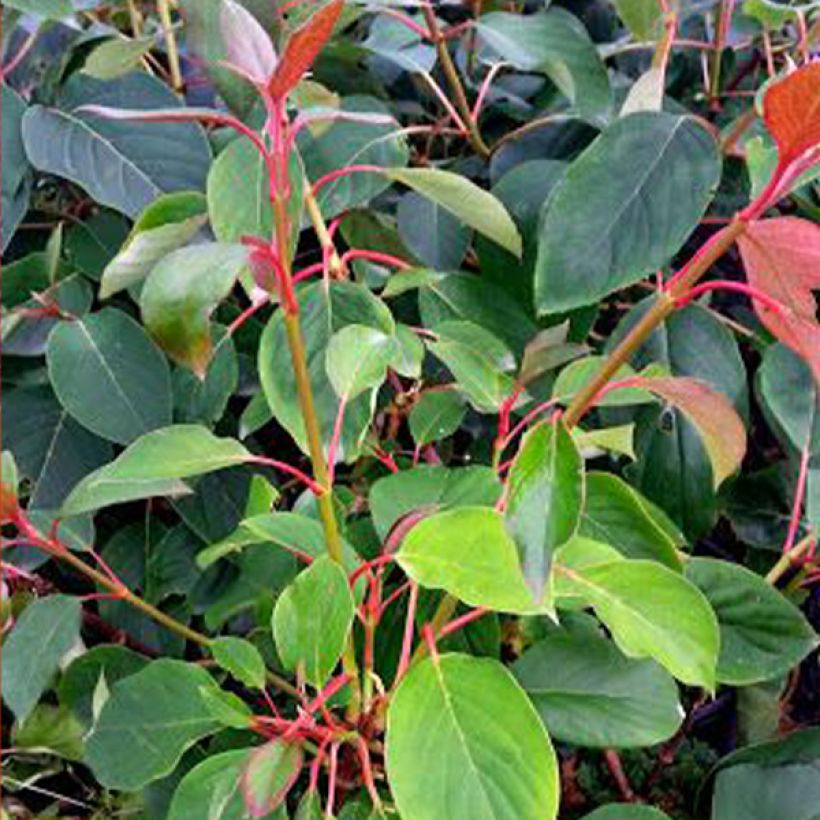 Schizophragma hydrangeoides Red Rhapsody MonLaBaHe - Spalthortensie (Foliage)