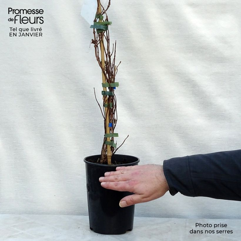 Exemplar von Schizophragma hydrangeoïdes Moonlight - Spalthortensie Topf mit 2L/3L wie im Winter geliefert