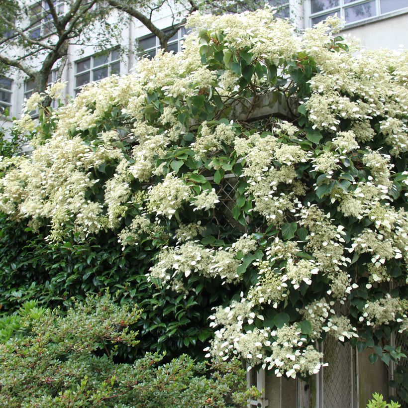Schizophragma hydrangeoides Red Rhapsody MonLaBaHe - Spalthortensie (Plant habit)