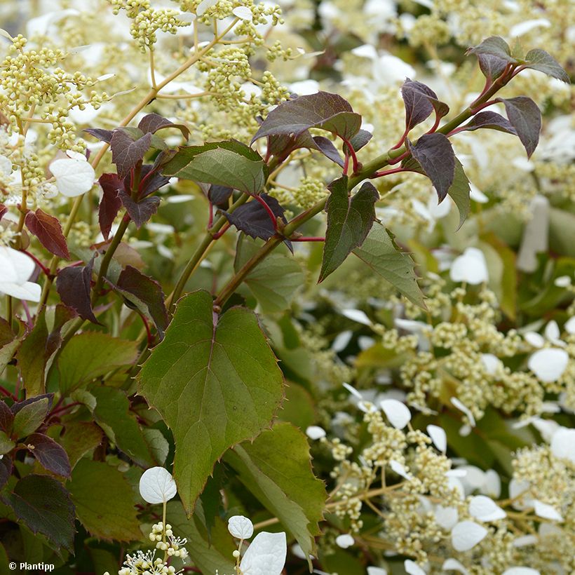 Schizophragma hydrangeoides Snow Sensation - Spalthortensie (Foliage)