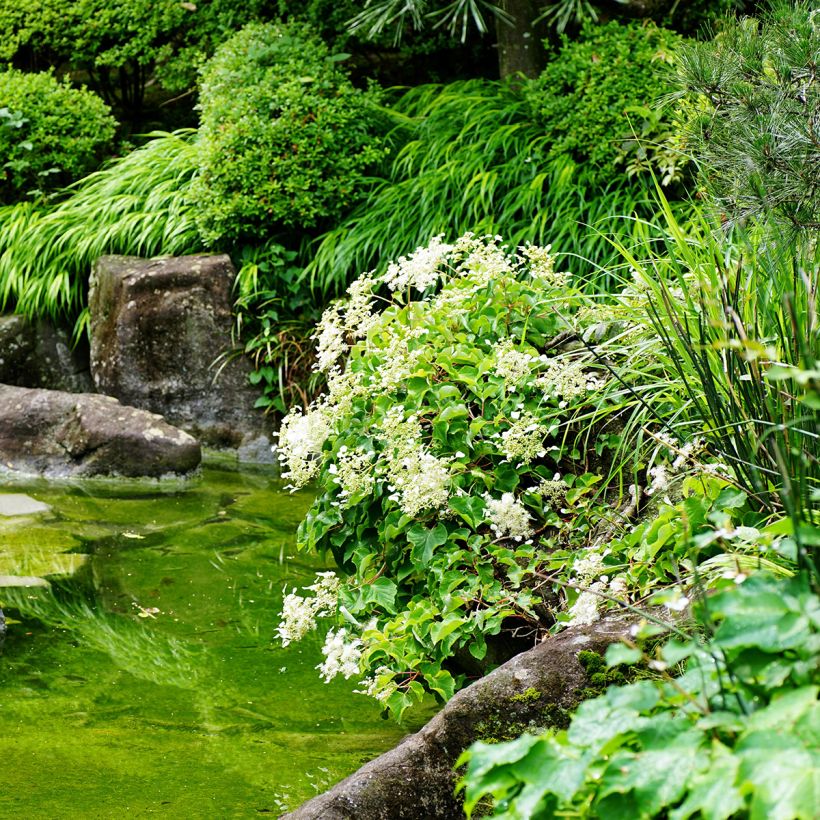 Schizophragma hydrangeoides - Spalthortensie (Hafen)