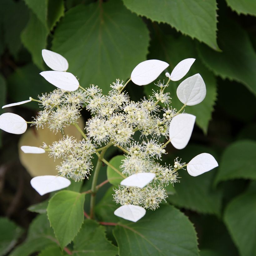 Schizophragma integrifolia - Spalthortensie (Blüte)