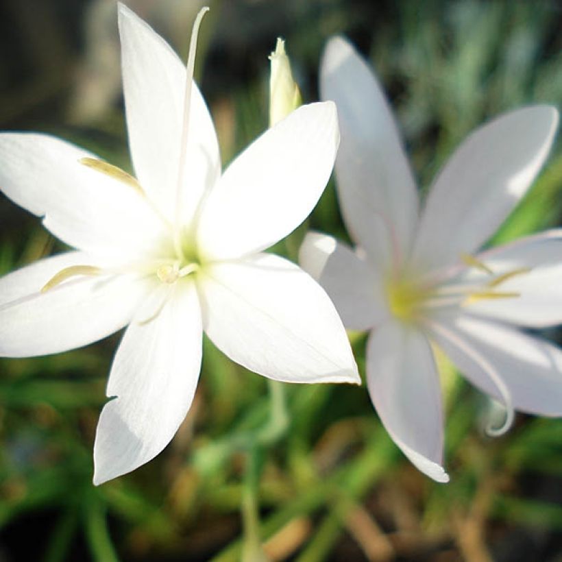 Schizostylis coccinea Alba - Spaltgriffel (Flowering)