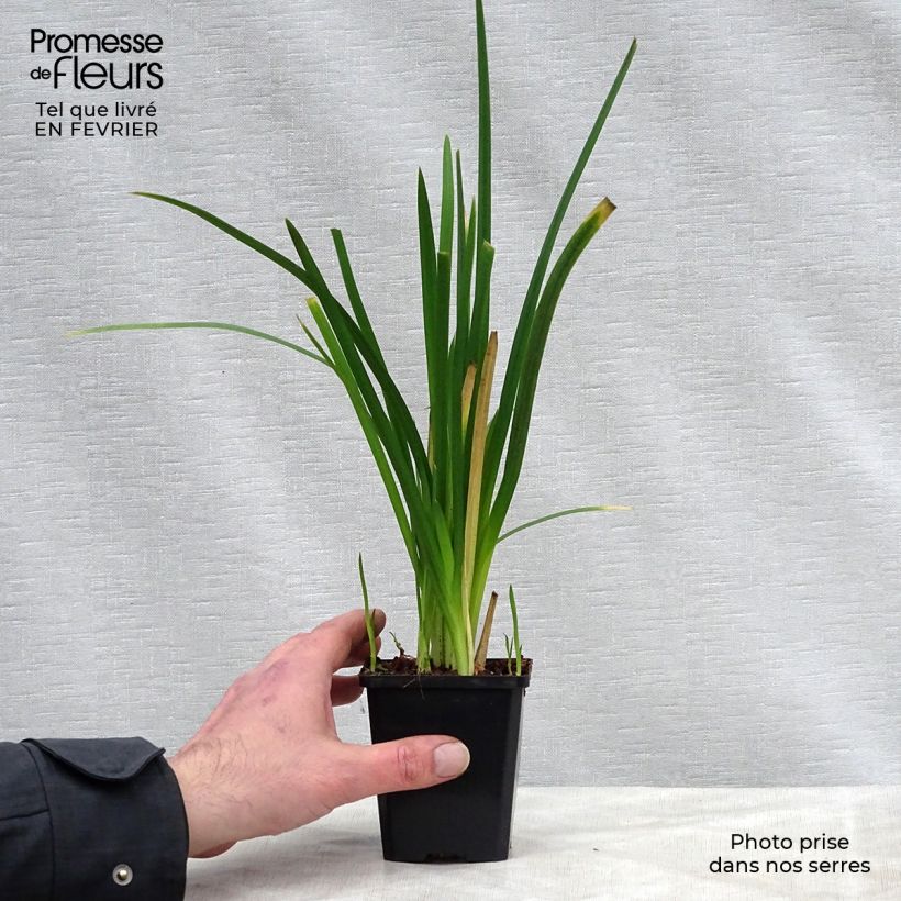 Exemplar von Schizostylis coccinea Mrs Hegarty - Spaltgriffel Kleine Töpfe von 8/9 cm wie im Winter geliefert