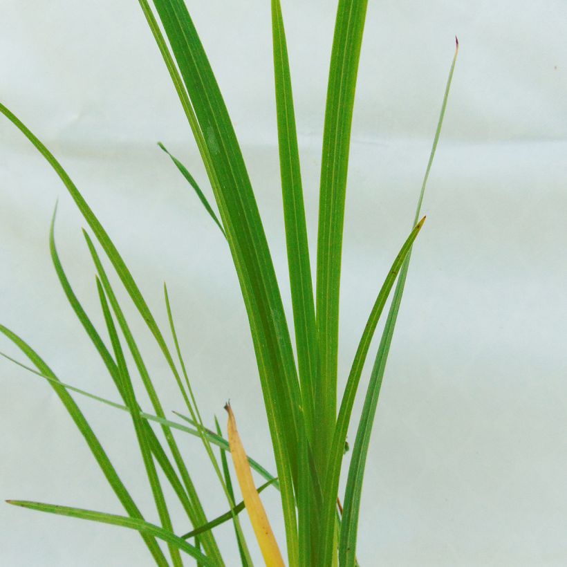 Schizostylis coccinea Alba - Spaltgriffel (Foliage)