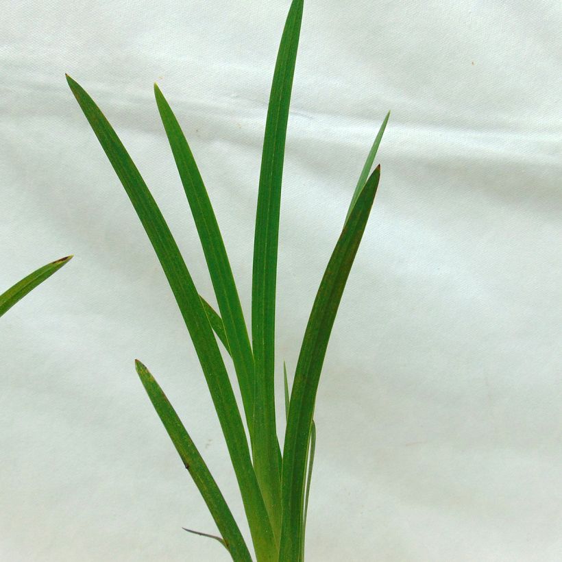 Schizostylis coccinea Major - Spaltgriffel (Foliage)
