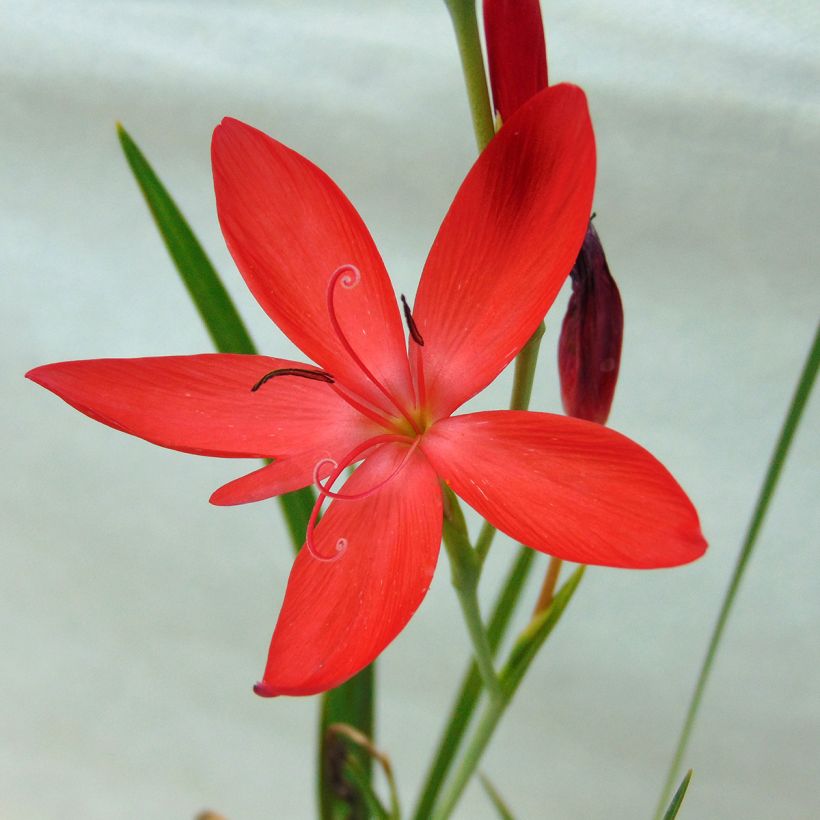 Schizostylis coccinea Major - Spaltgriffel (Flowering)