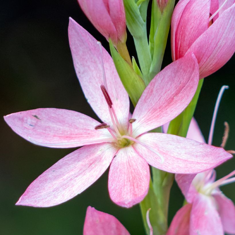 Schizostylis coccinea Rosea - Spaltgriffel (Flowering)