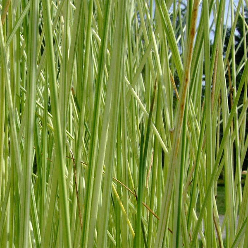Schoenoplectus lacustris subsp.tabernaemontani Albescens - Salz-Teichbinse (Foliage)
