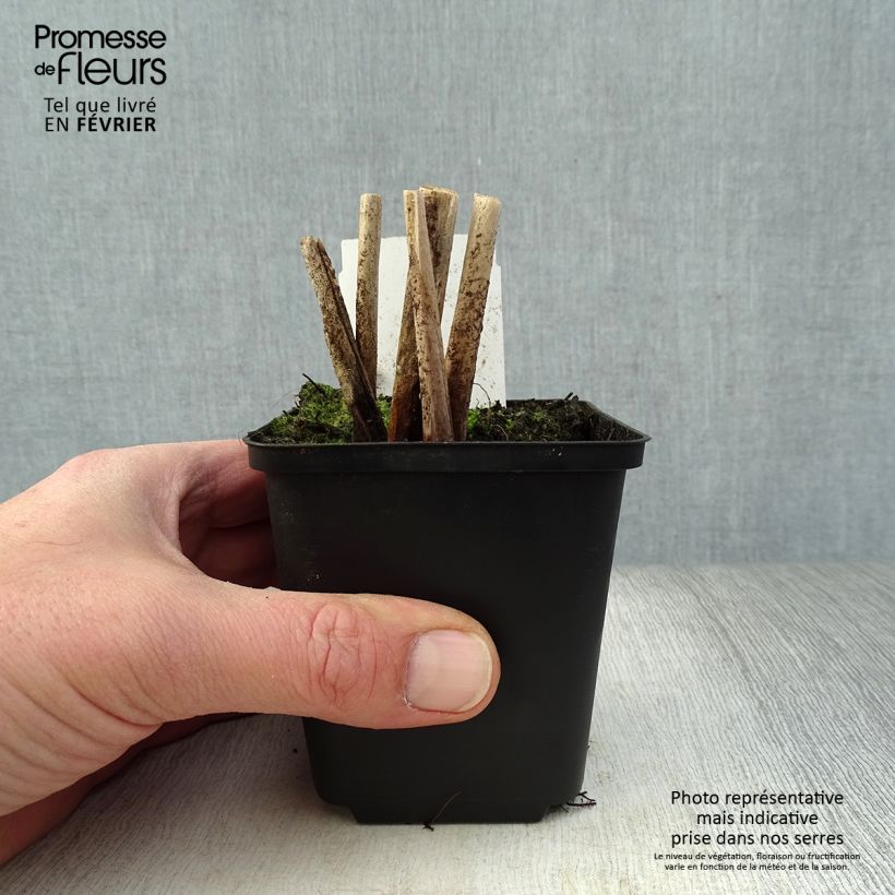 Exemplar von Schoenoplectus lacustris subsp.tabernaemontani Albescens - Salz-Teichbinse Kleine Töpfe von 8/9 cm wie im Winter geliefert