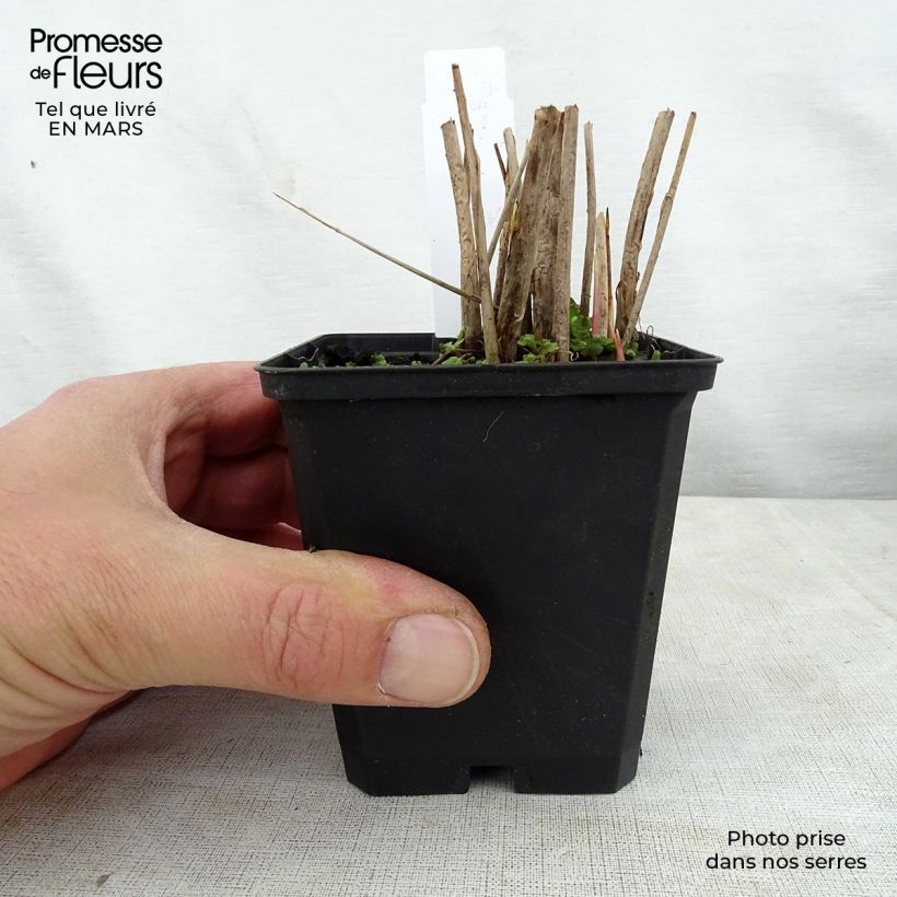 Exemplar von Schoenoplectus lacustris subsp tabernaemontani Zebrinus - Salz-Teichbinse Kleine Töpfe von 8/9 cm wie im Frühjahr geliefert