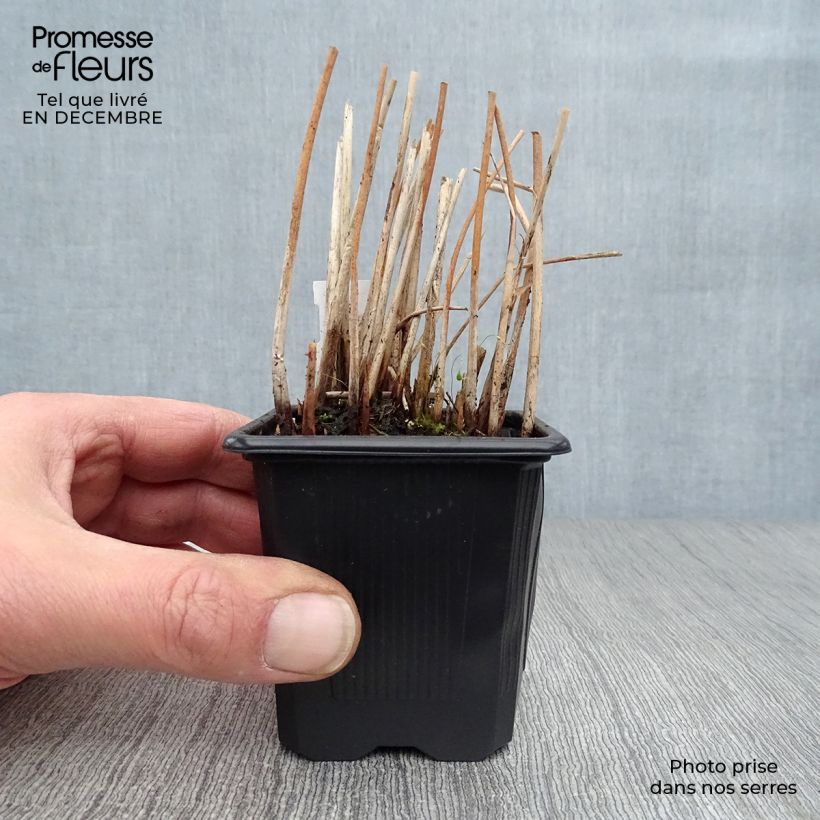 Exemplar von Schoenoplectus lacustris subsp tabernaemontani Zebrinus - Salz-Teichbinse Kleine Töpfe von 8/9 cm wie im Winter geliefert