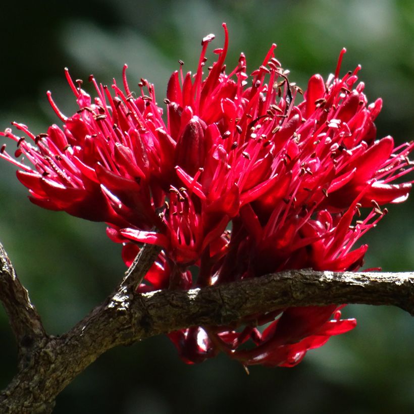 Schotia brachypetala - Südafrikanische Baumfuchsie (Flowering)
