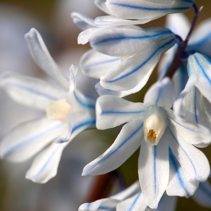 Scilla mischtschenkoana Tubergeniana - Meerzwiebel (Flowering)