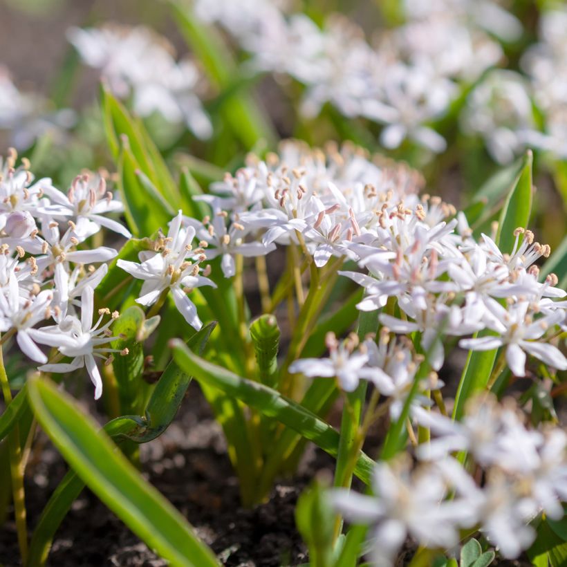 Scilla bifolia Rosea - Meerzwiebel (Plant habit)