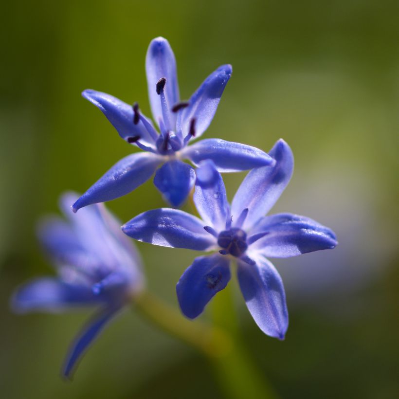Scilla bifolia - Meerzwiebel (Flowering)