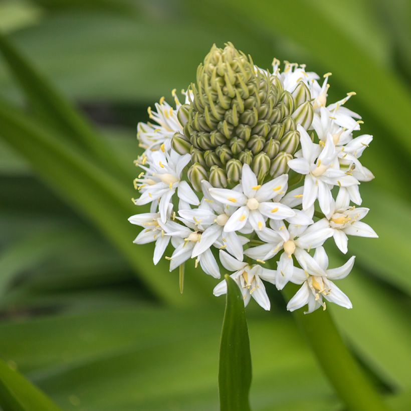 Scilla peruviana White Moon - Meerzwiebel (Flowering)