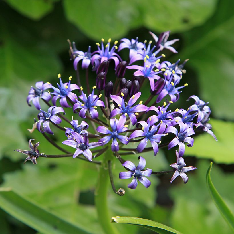 Scilla peruviana - Meerzwiebel (Flowering)