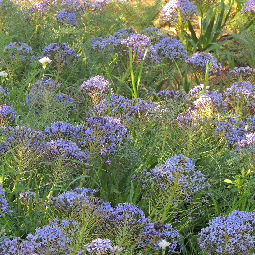Scilla peruviana - Meerzwiebel (Plant habit)
