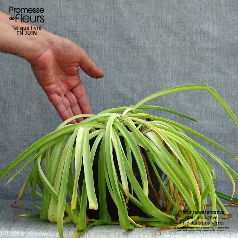 Exemplar von Scilla peruviana - Meerzwiebel Topf mit 2L/3L wie im Sommer geliefert