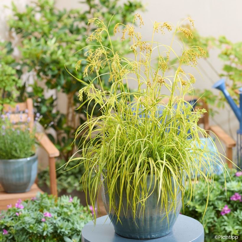Scirpus pendulus Stars and Strips - Simse (Wuchs)