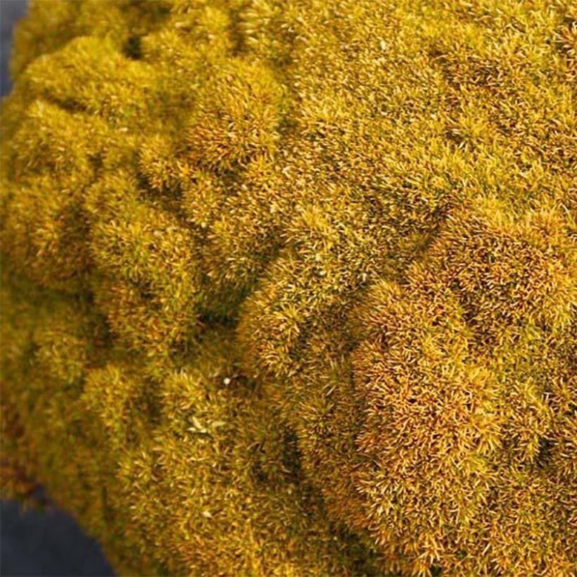Scleranthus uniflorus Bronze - Knäuel (Foliage)