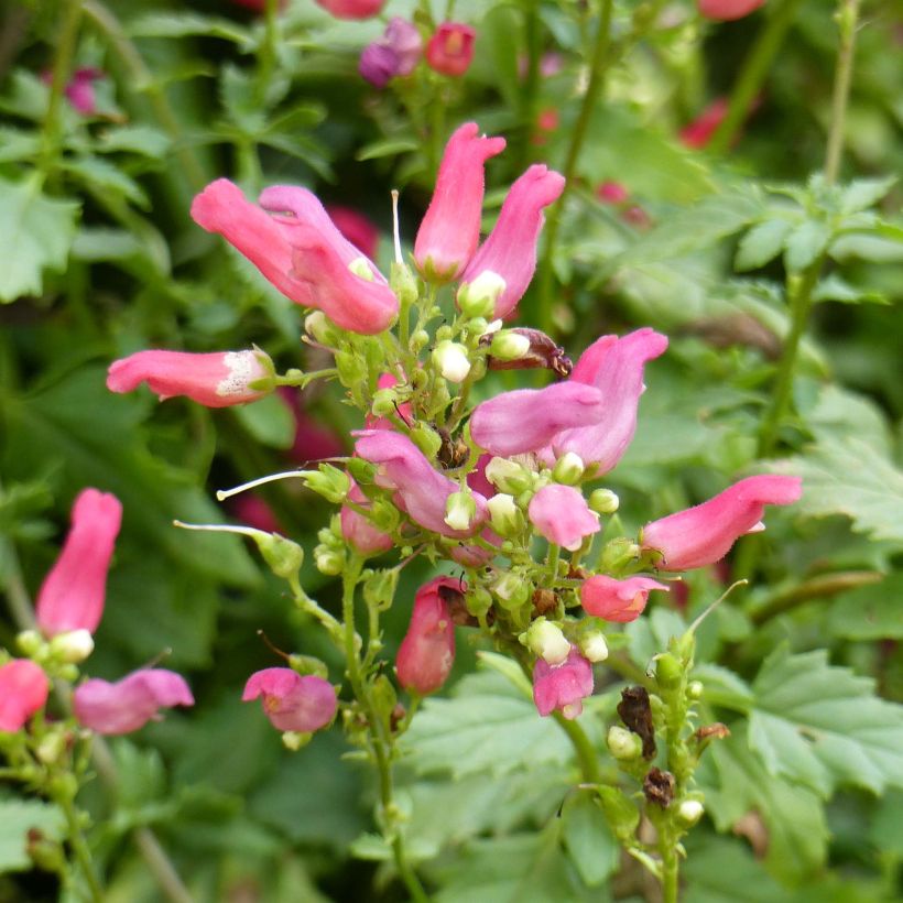Scrophularia macrantha Cardinale Red - Neumexiko-Rotwurz (Flowering)