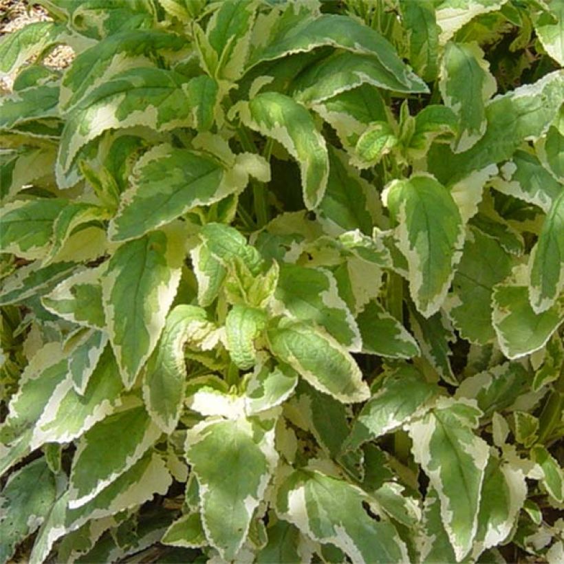 Scrophularia auriculata Variegata - Wasser-Braunwurz (Foliage)