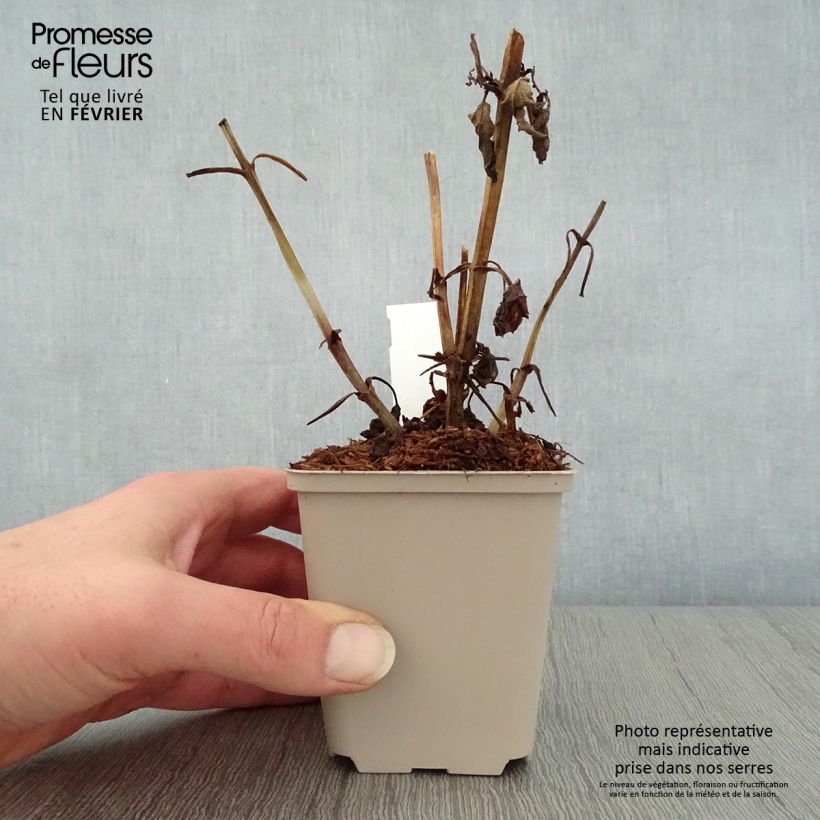 Exemplar von Scrophularia auriculata Variegata - Wasser-Braunwurz Kleine Töpfe von 8/9 cm wie im Winter geliefert