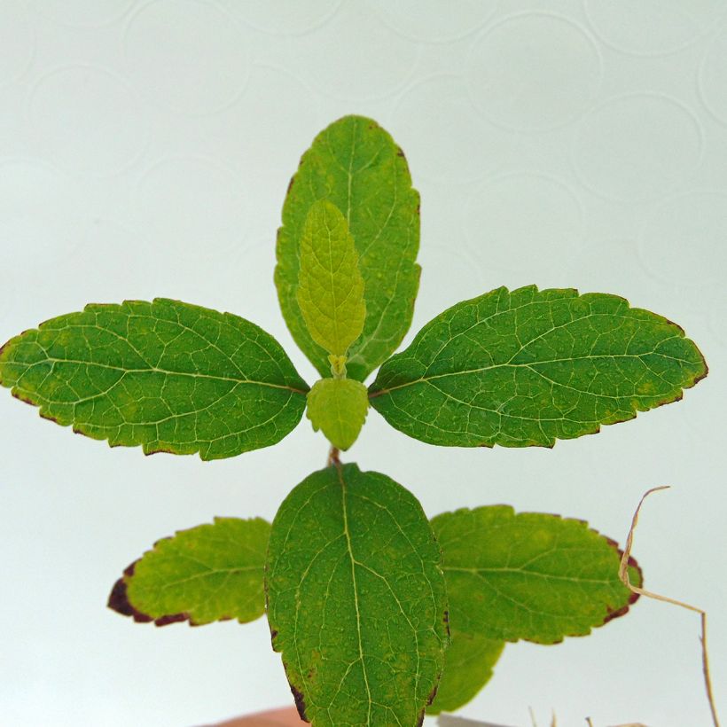 Scutellaria incana - Herbst-Helmkraut (Foliage)