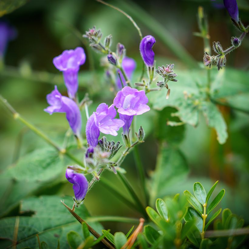 Scutellaria incana - Herbst-Helmkraut (Flowering)
