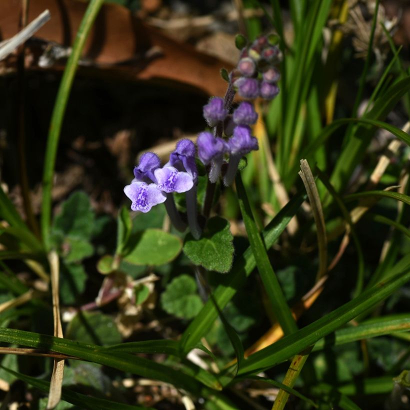 Scutellaria indica var. parviflora Parviflora - Helmkraut (Flowering)