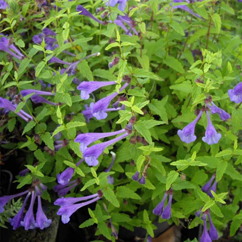 Scutellaria scordiifolia - Helmkraut (Flowering)