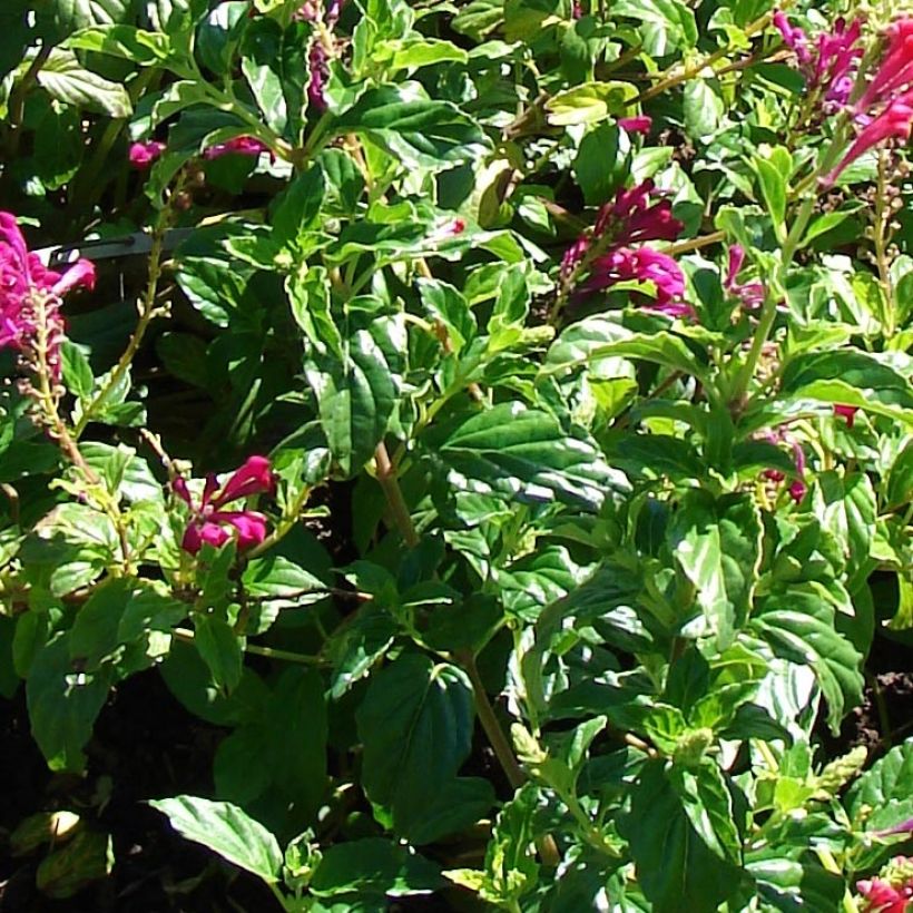 Scutellaria suffrutescens - Helmkraut (Foliage)