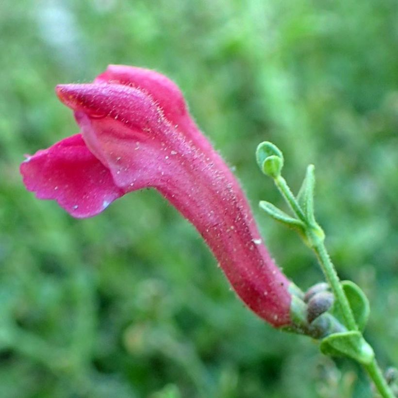 Scutellaria suffrutescens - Helmkraut (Flowering)